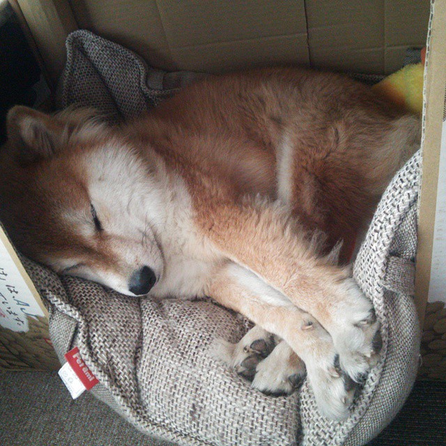 leyu乐鱼在线登录入口-绿色环保足球场馆成为新宠，行业规模不断扩大，足球场绿地