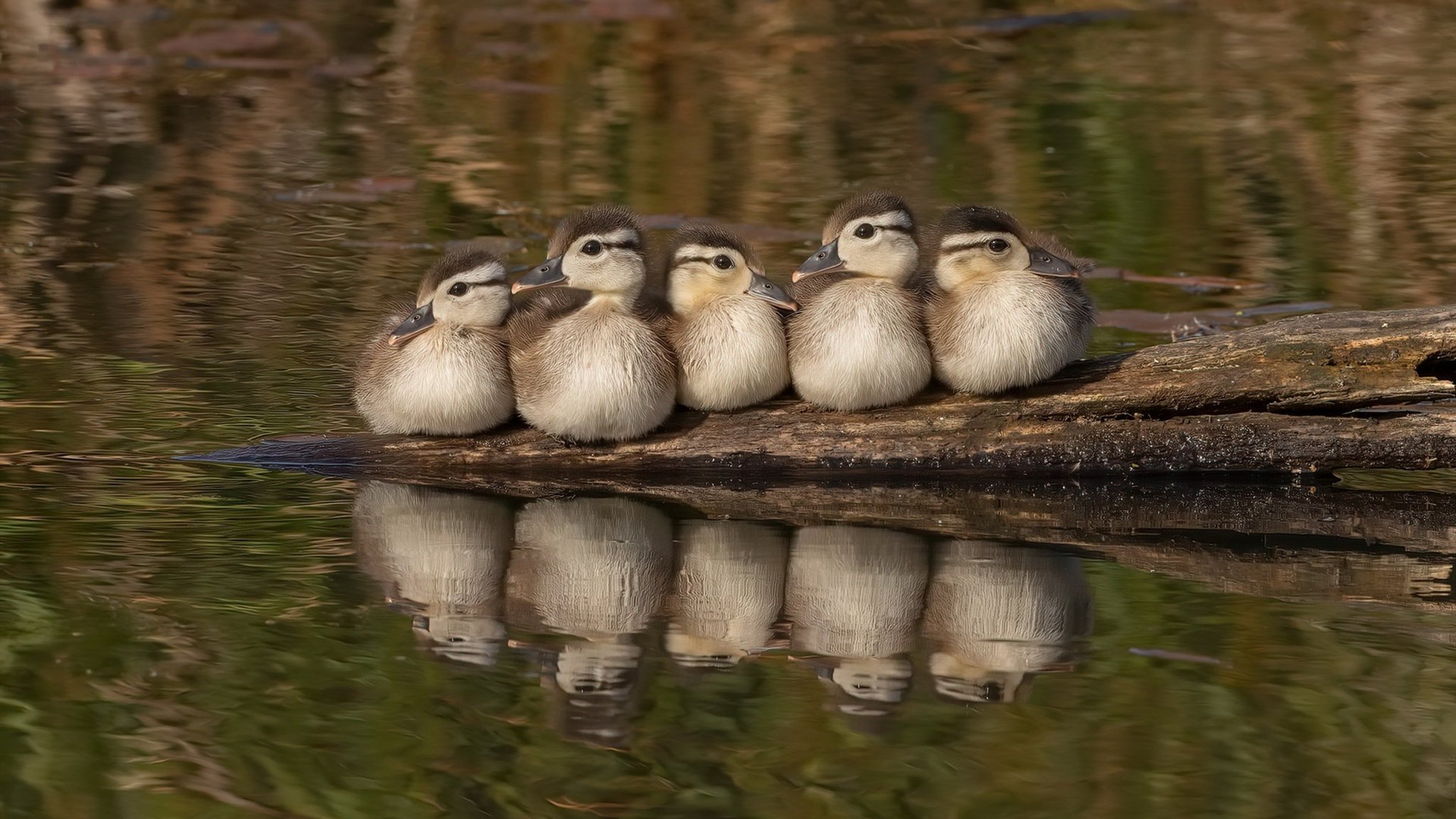 足球裁判助手AI软件优化边线判罚精度，足球裁判助理手势图解