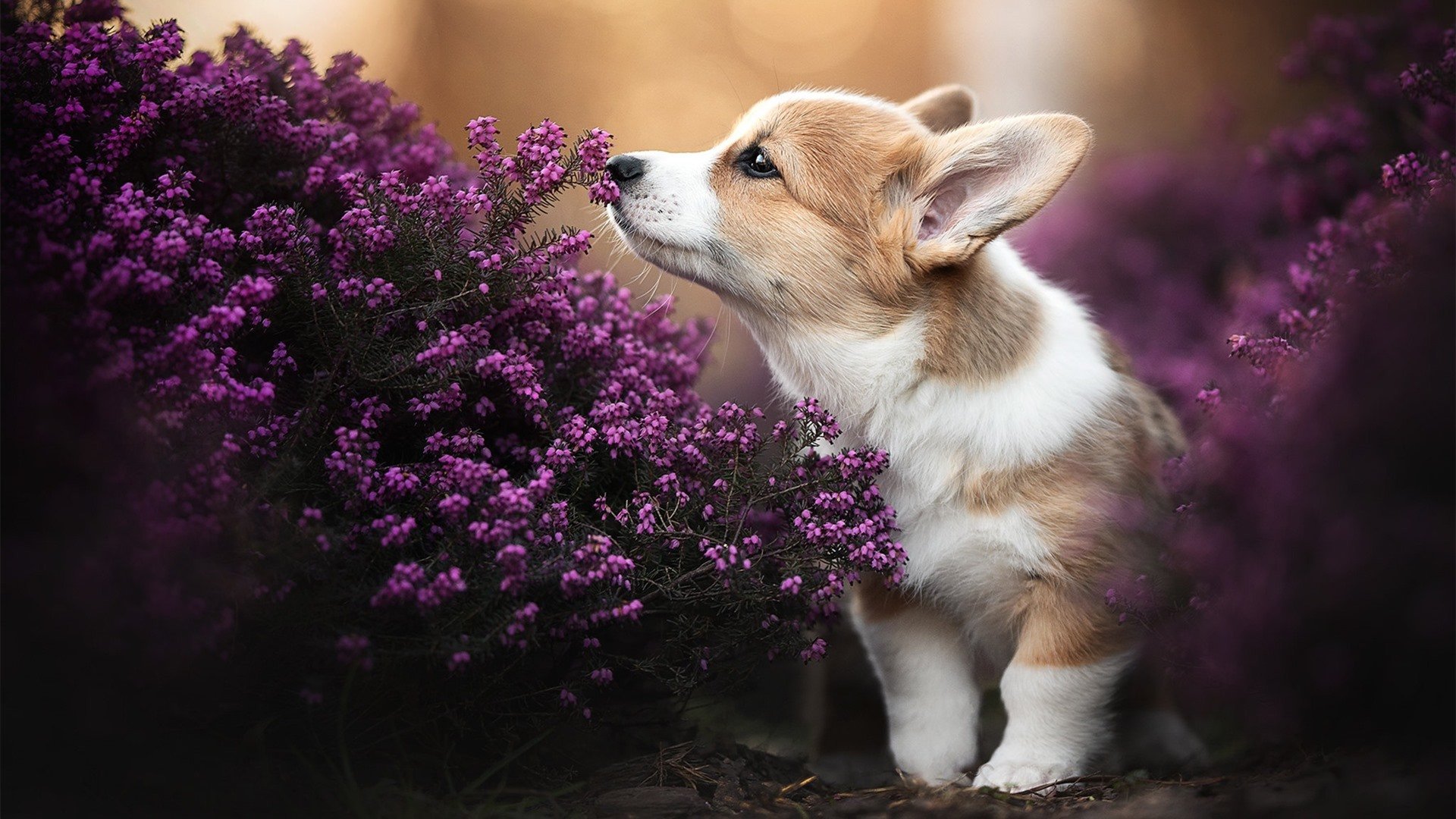 leyu乐鱼-关键球员在比赛中发挥稳定，稳定比赛节奏，比赛关键时刻如何保证稳定发挥或超长发挥