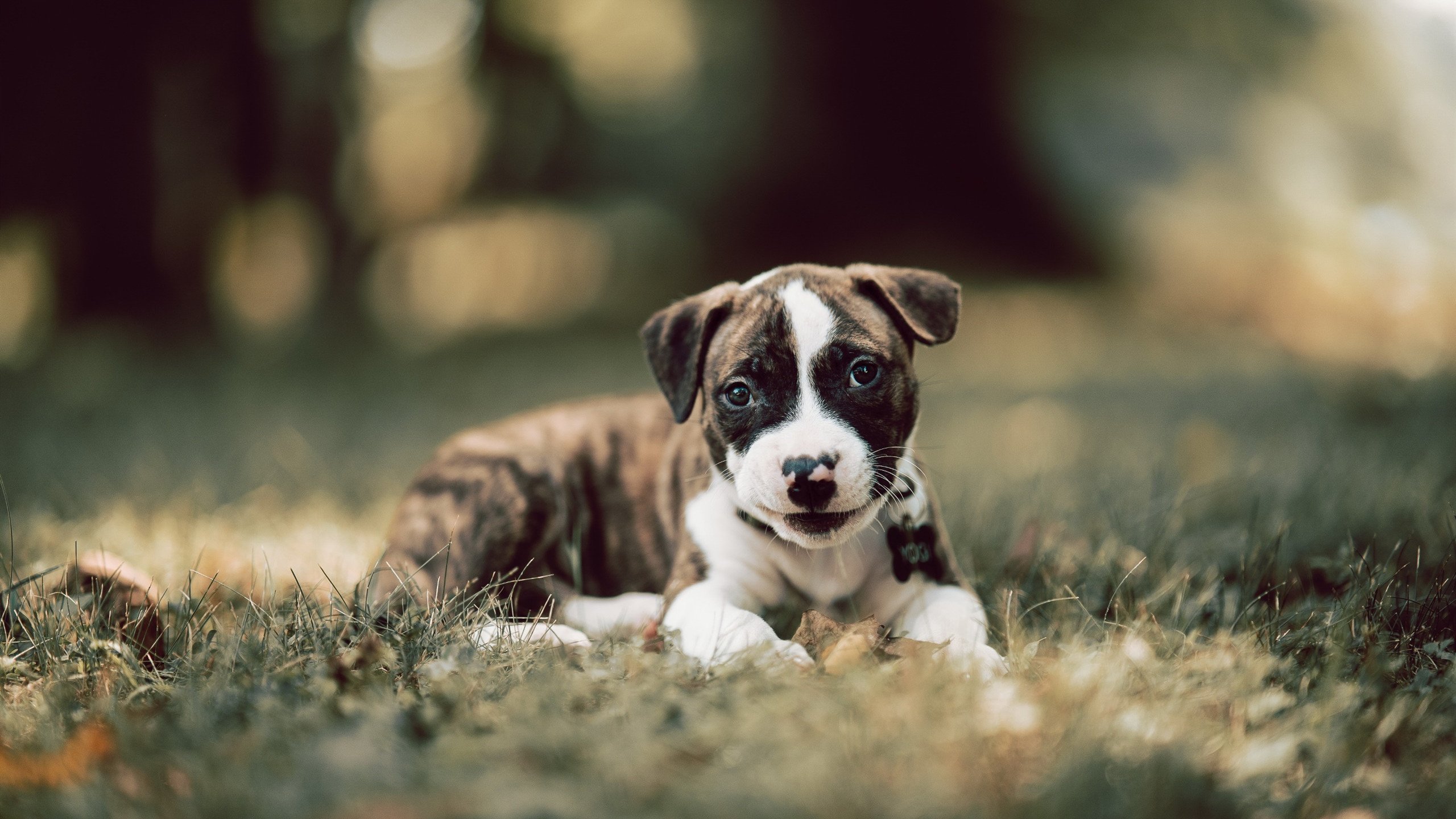 leyu乐鱼体育综合-勒沃库森球队客场逆袭，大胜强敌领跑积分榜，勒沃库森球队图片