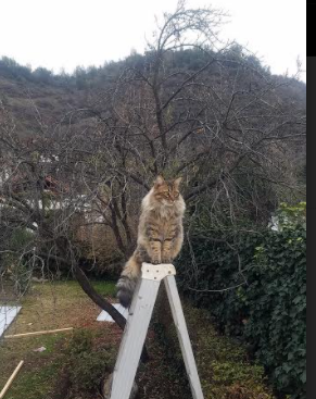 勒沃库森签下国际新星，勒沃库森签下国际新星了吗