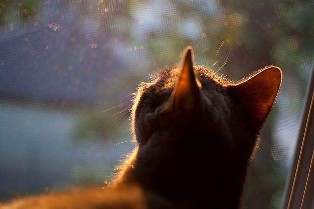乐鱼体育登录-勒沃库森签下荷兰射手，德甲劲旅加强，勒沃库森vs年轻人