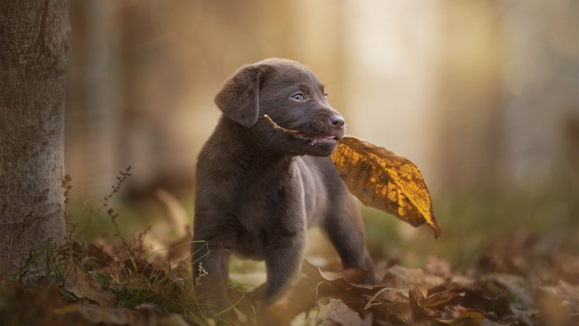 瓜达拉哈拉球员转会动态,市场引援活跃,瓜达拉哈拉集团教父