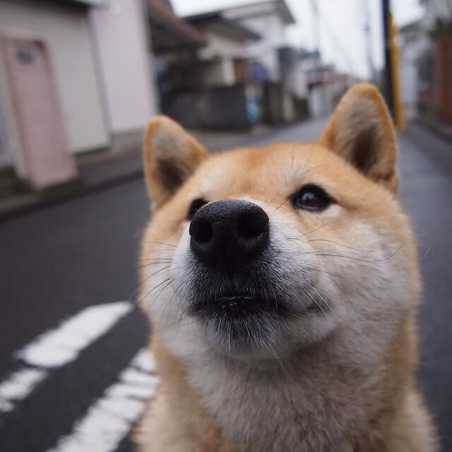 蒙彼利埃客场击败梅斯，获得关键三分，蒙彼利埃球员名单