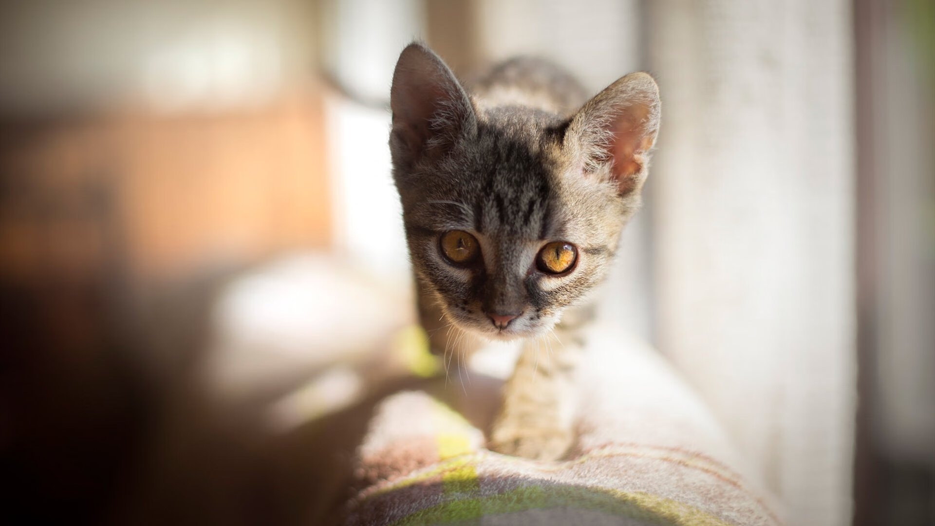 leyu乐鱼-CBA联赛拓展球迷互动新形式，cba联赛如火如荼,随着比赛场次的密集