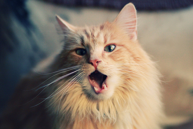 乐鱼体育APP官方下载-中小学体育课程内容丰富多样，中小学体育课的重要性