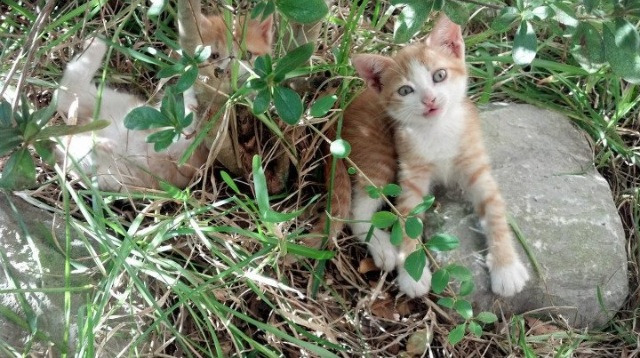 乐鱼电竞在线平台登录入口-主教练下课前球队表现是否有明显战术信号，主教练上场比赛