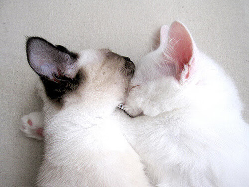 乐鱼娱乐app-瑞典队战术解析：如何利用变化创造制胜机会，瑞典队员