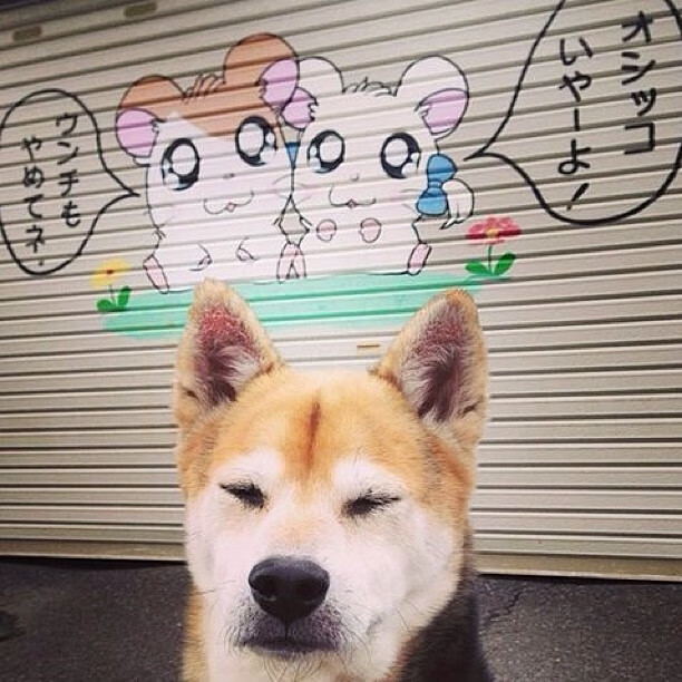 羽毛球超级系列赛总决赛即将开打，2020羽毛球俱乐部超级联赛