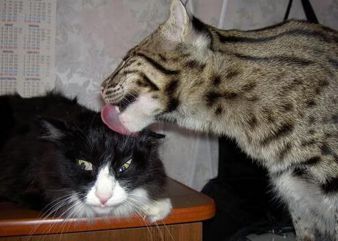 乐鱼电竞在线平台登录入口-西班牙女队未来潜力巨大，西班牙女篮实力如何