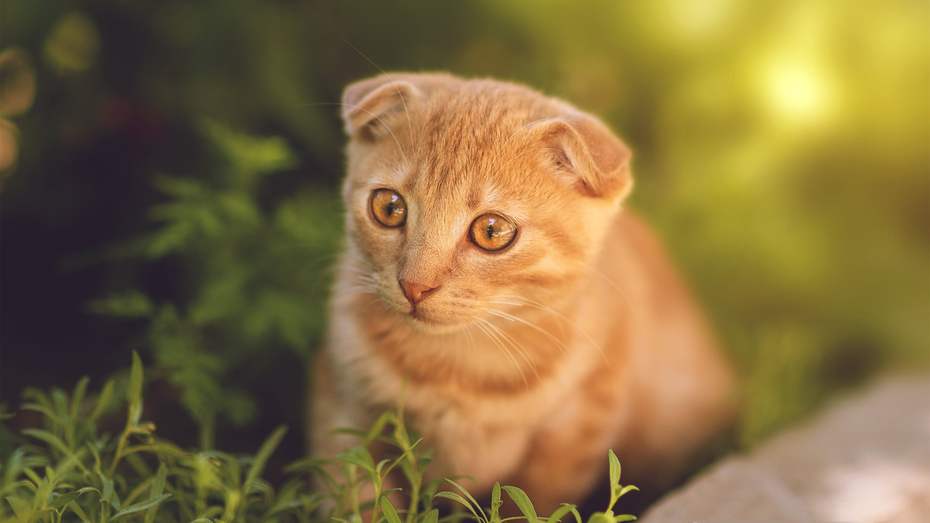 乐鱼电竞在线平台-凯尔特人罚球命中率联盟前列细节决定成败，凯尔特人球员篮球