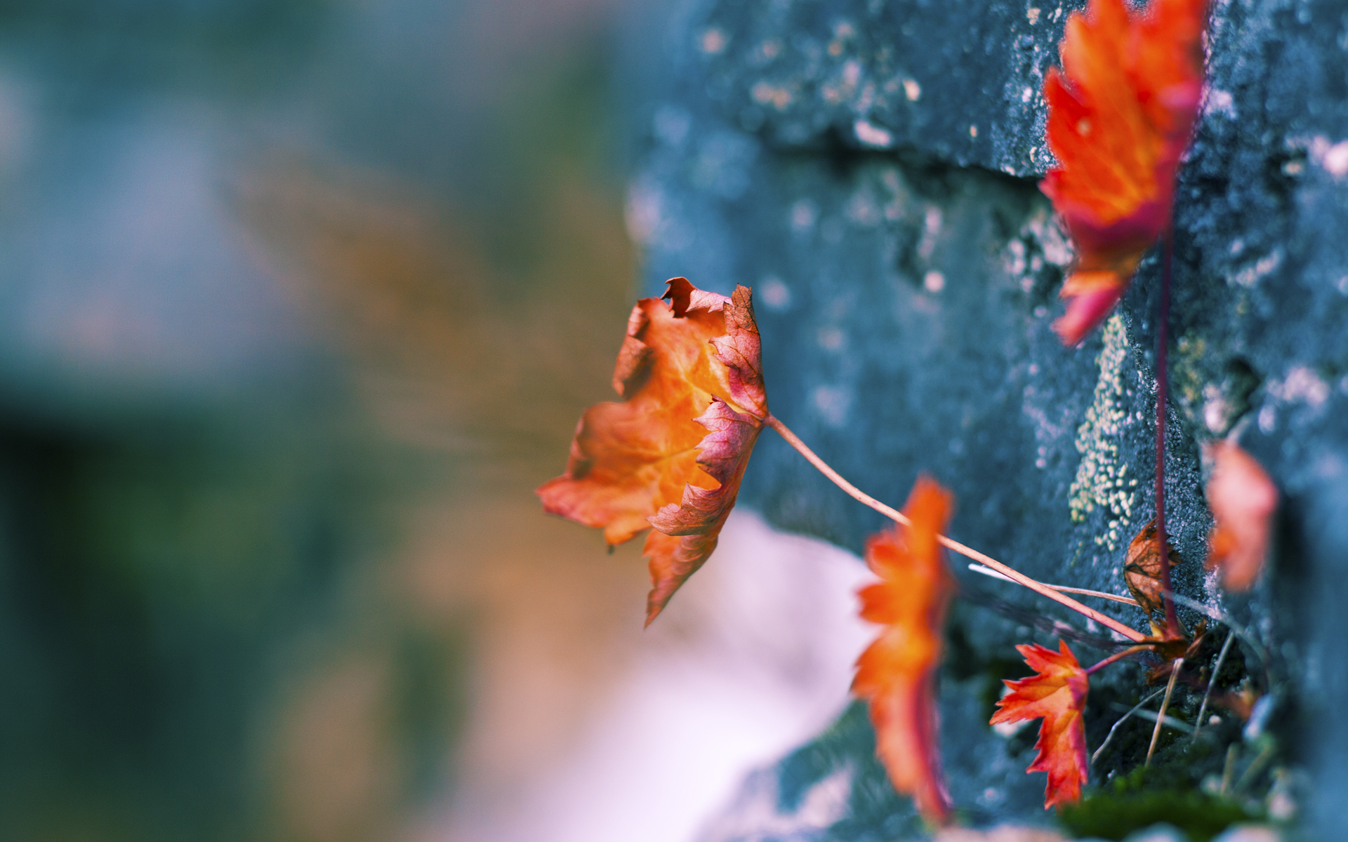 希腊女篮在欧洲锦标赛中再夺冠军，创造新传奇，希腊女子篮球超级联赛ds