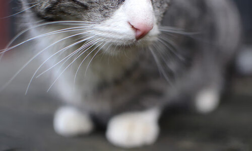 乐鱼官方登录入口-德甲速度狂飙：攻守瞬间变化带来视觉盛宴！，德甲速度最快现役球员