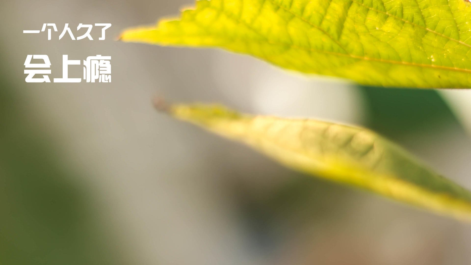 法甲未来之星：新力量引领新潮流！，法甲预言关c77 tv