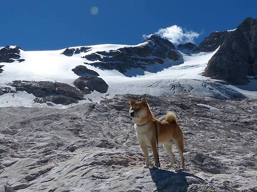 麦金托什女子800米自由泳表现惊艳，麦金托什是谁